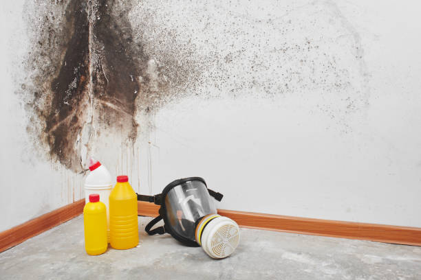 Best Local Mold Removal Service  in Wildwood Crest, NJ