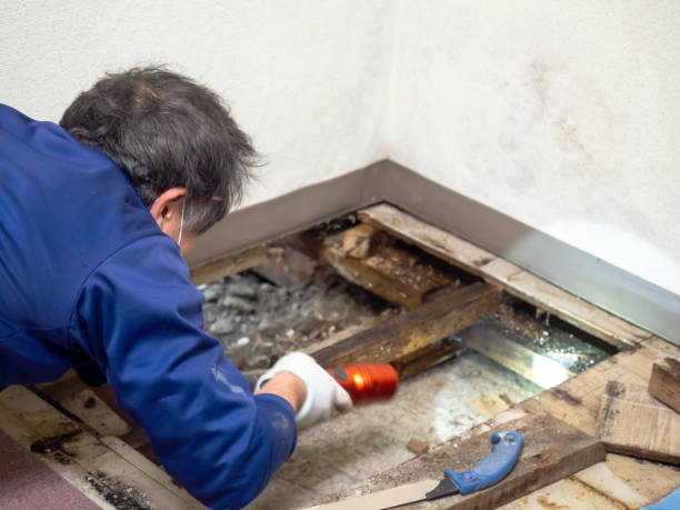 Best Professional Mold Removal  in Wildwood Crest, NJ