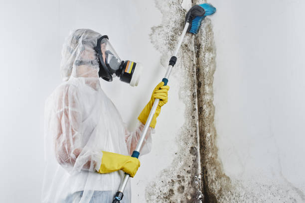 Best Professional Mold Removal  in Wildwood Crest, NJ