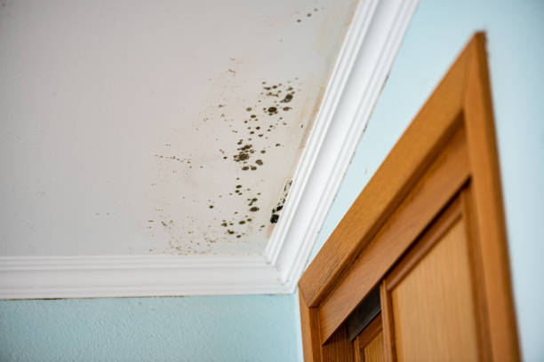 Best Attic Mold Removal  in Wildwood Crest, NJ