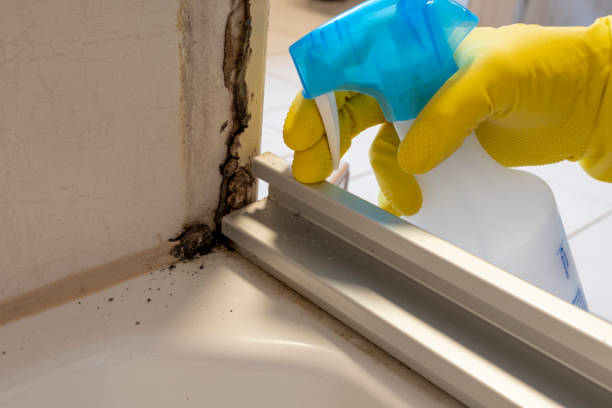Best Affordable Mold Removal  in Wildwood Crest, NJ
