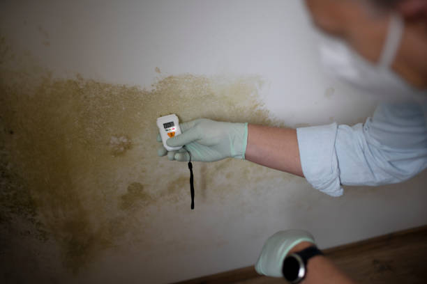 Best Black Mold Removal  in Wildwood Crest, NJ