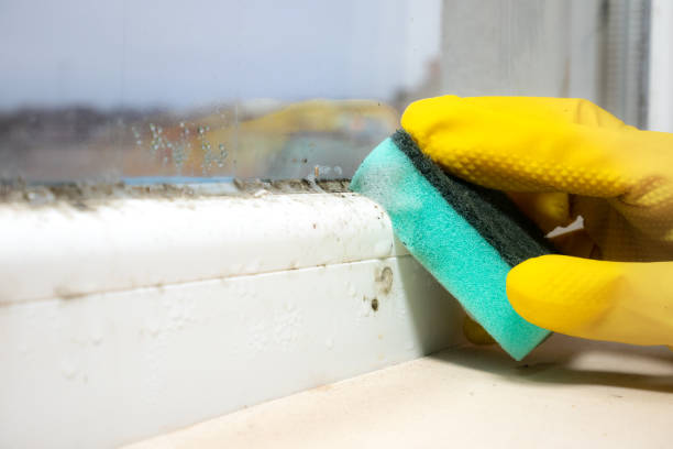 Best Home Mold Removal  in Wildwood Crest, NJ