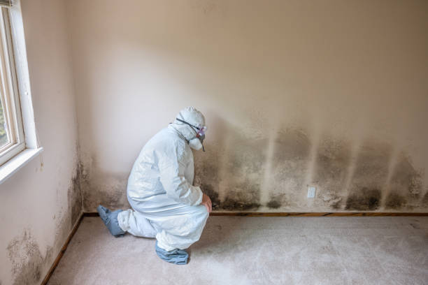 Best Mold Cleaning Services  in Wildwood Crest, NJ