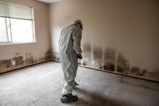 Best Mold Damage Repair  in Wildwood Crest, NJ