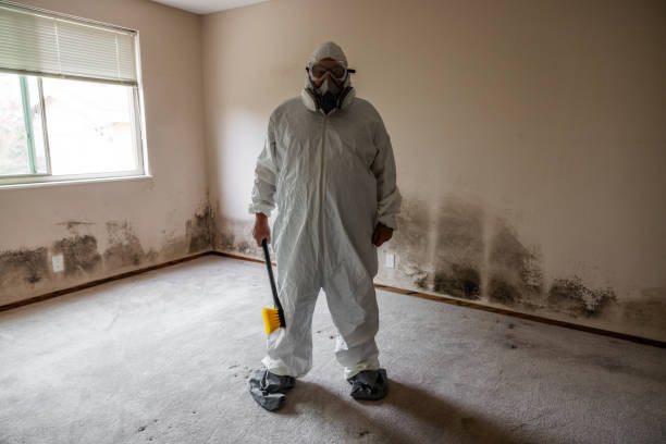 Best Home Mold Removal  in Wildwood Crest, NJ