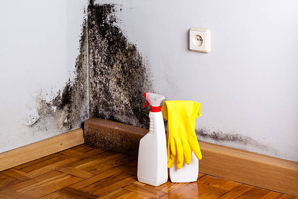 Mold Removal and Inspection in Wildwood Crest, NJ