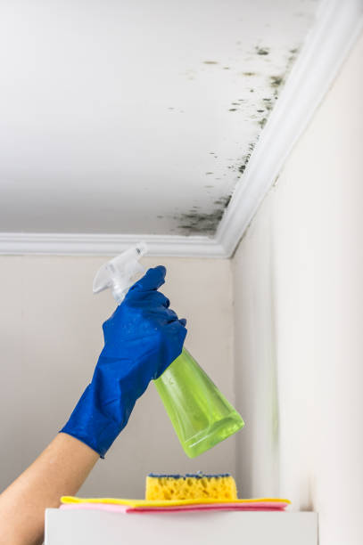 Best Professional Mold Removal  in Wildwood Crest, NJ