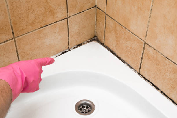 Best Mold Removal Company Near Me  in Wildwood Crest, NJ